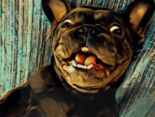 French Bulldog dog training guide from Aubenord