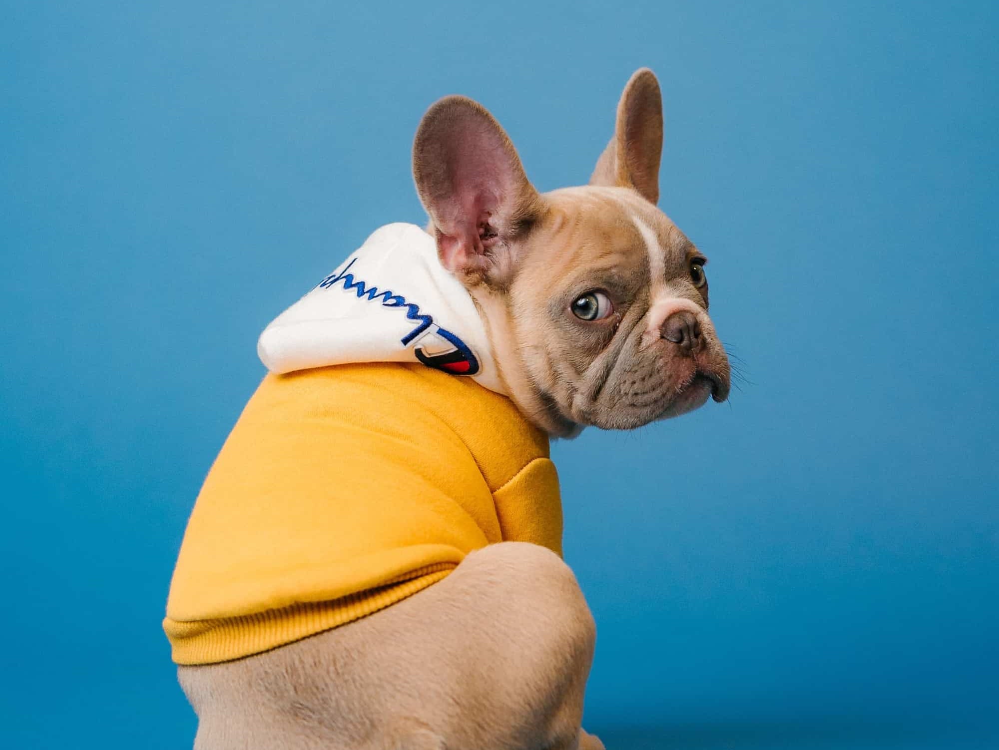 Aubenord guide to cleaning dog urine from carpet