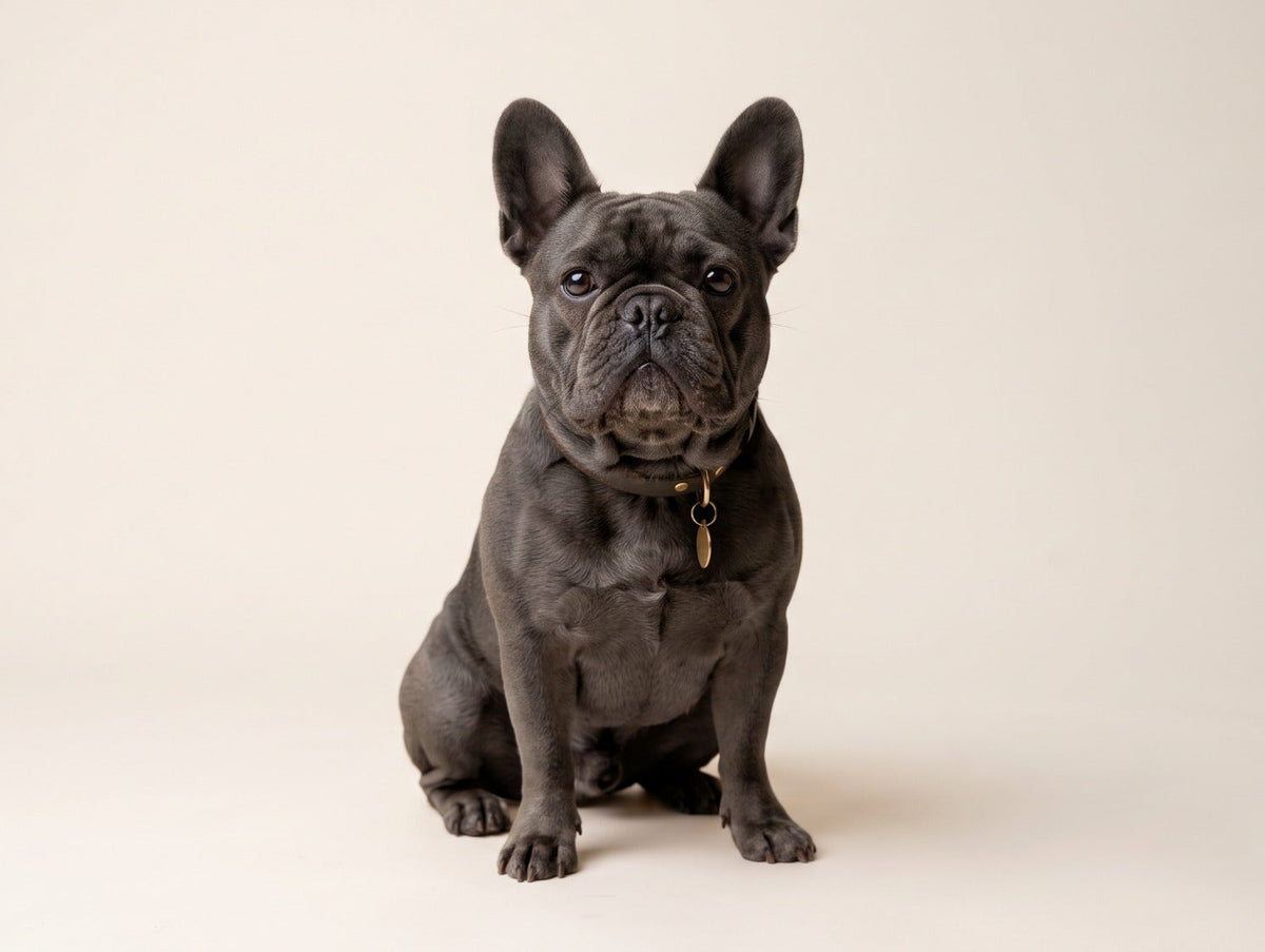 Grey French Bulldog sitting against a light beige background