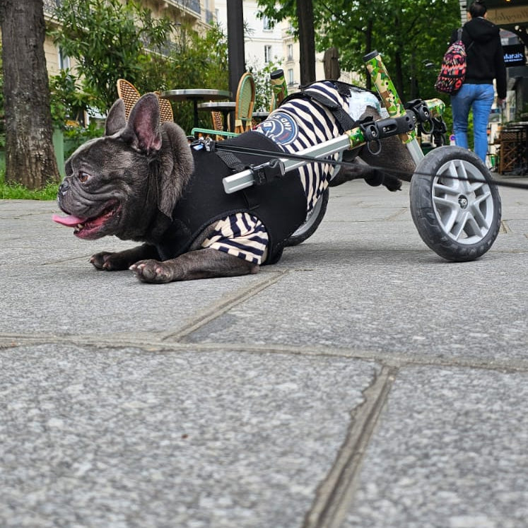 Loui the French Bulldog in his Walkin’ Wheels mobility wheelchair