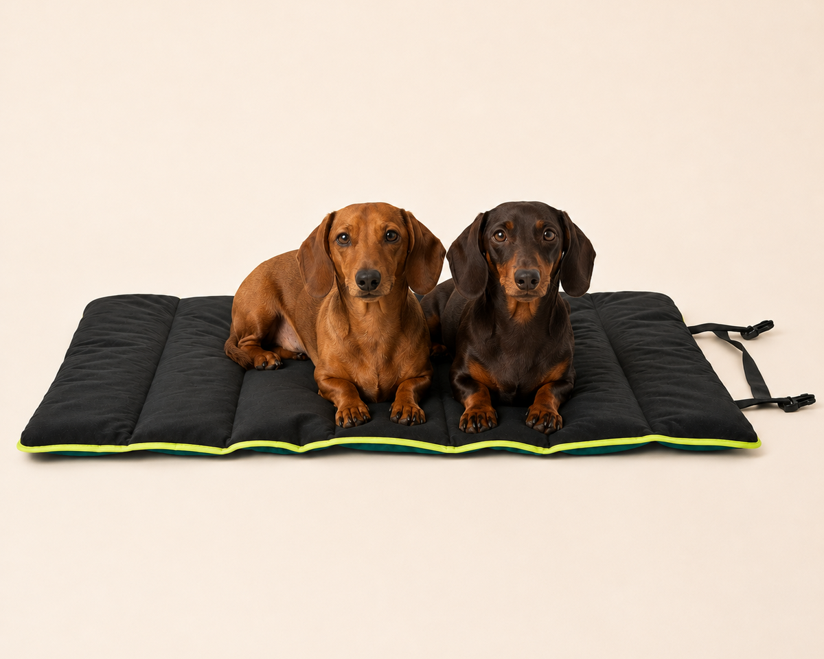Two Dachshunds resting on the 3 Peaks Roll Up Travel Dog Mat against a clean cream studio background, with original fastening straps visible