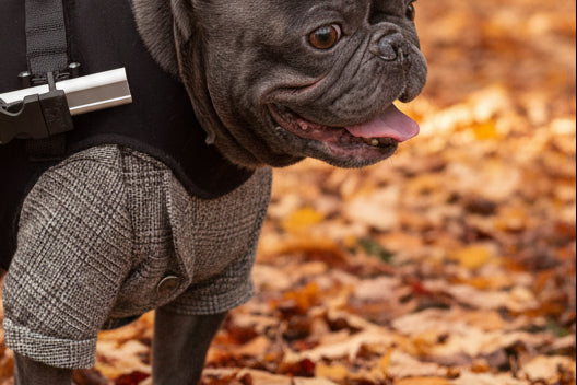A small black French bulldog wearing a black harness and gray plaid pants, standing on a leafy park pavement.