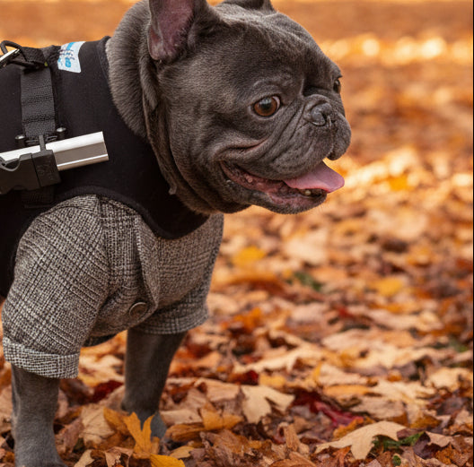 A small black French bulldog wearing a black harness and gray plaid pants, standing on a leafy park pavement.