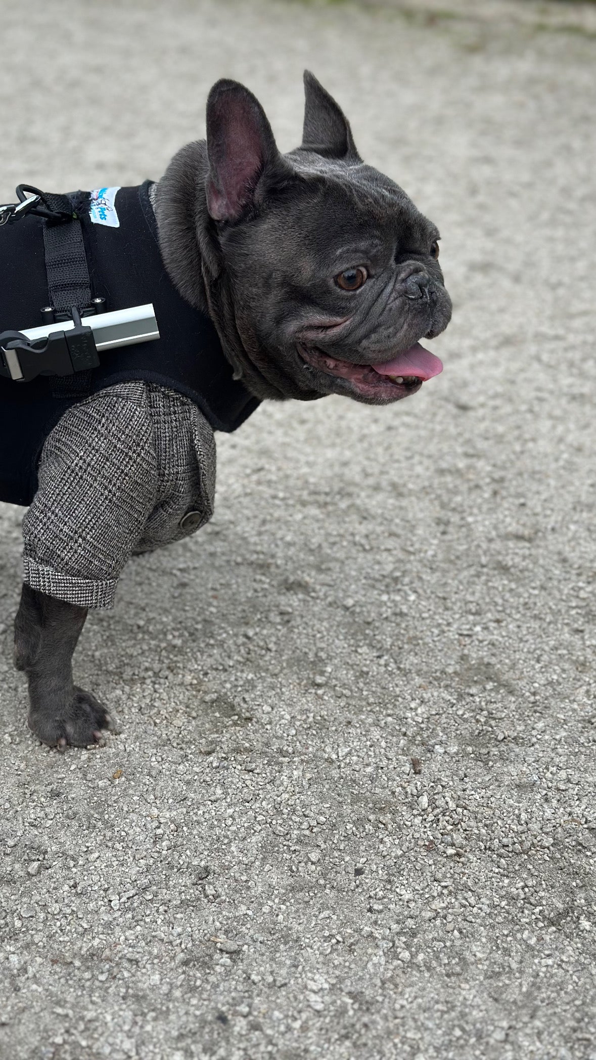 Loui the French Bulldog wearing the Walkin’ Wheels Small Front Vest with his rear wheelchair