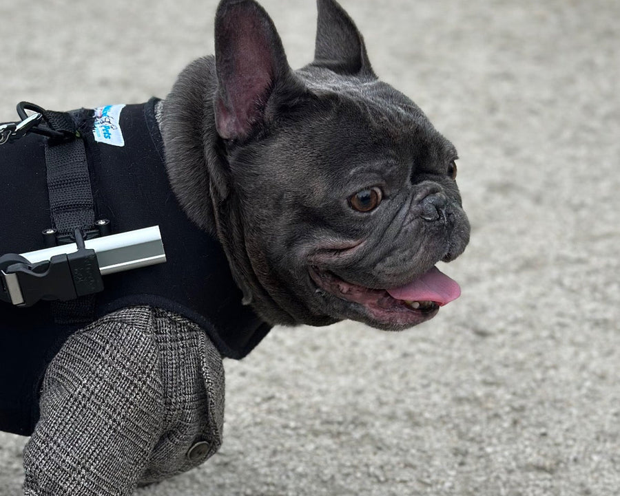 Loui the French Bulldog wearing the Walkin’ Wheels Small Front Vest with his rear wheelchair