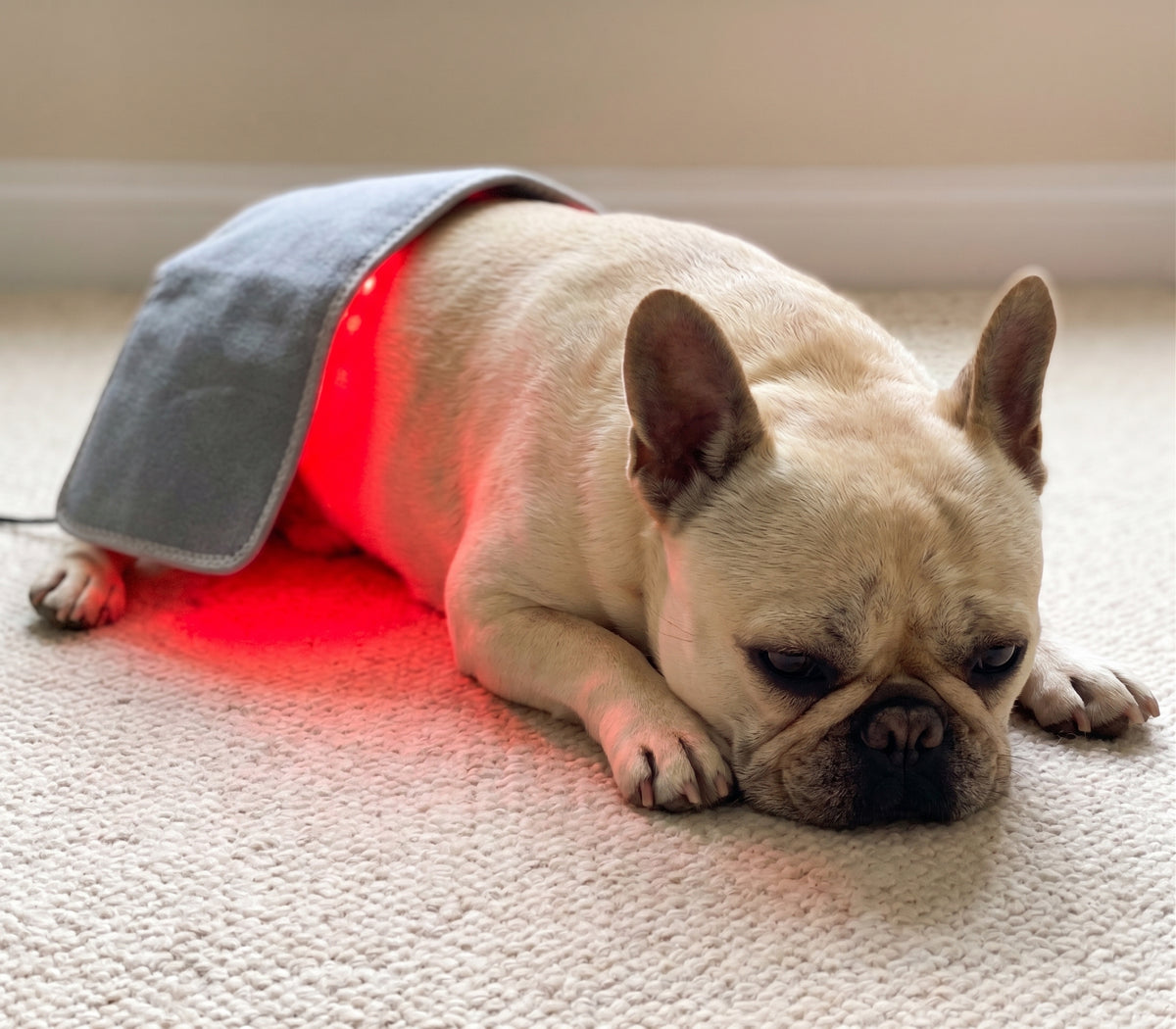 ChillyPup Targeted Red Light Therapy Pad for Dogs