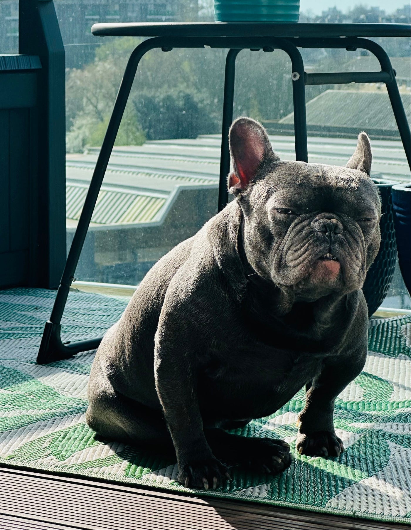 Dog resting safely in a comfortable IVDD recovery crate
