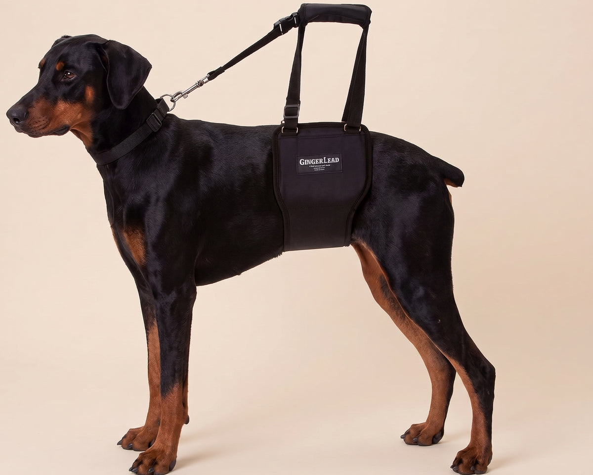 Dog wearing a GingerLead rear support sling on a beige studio background