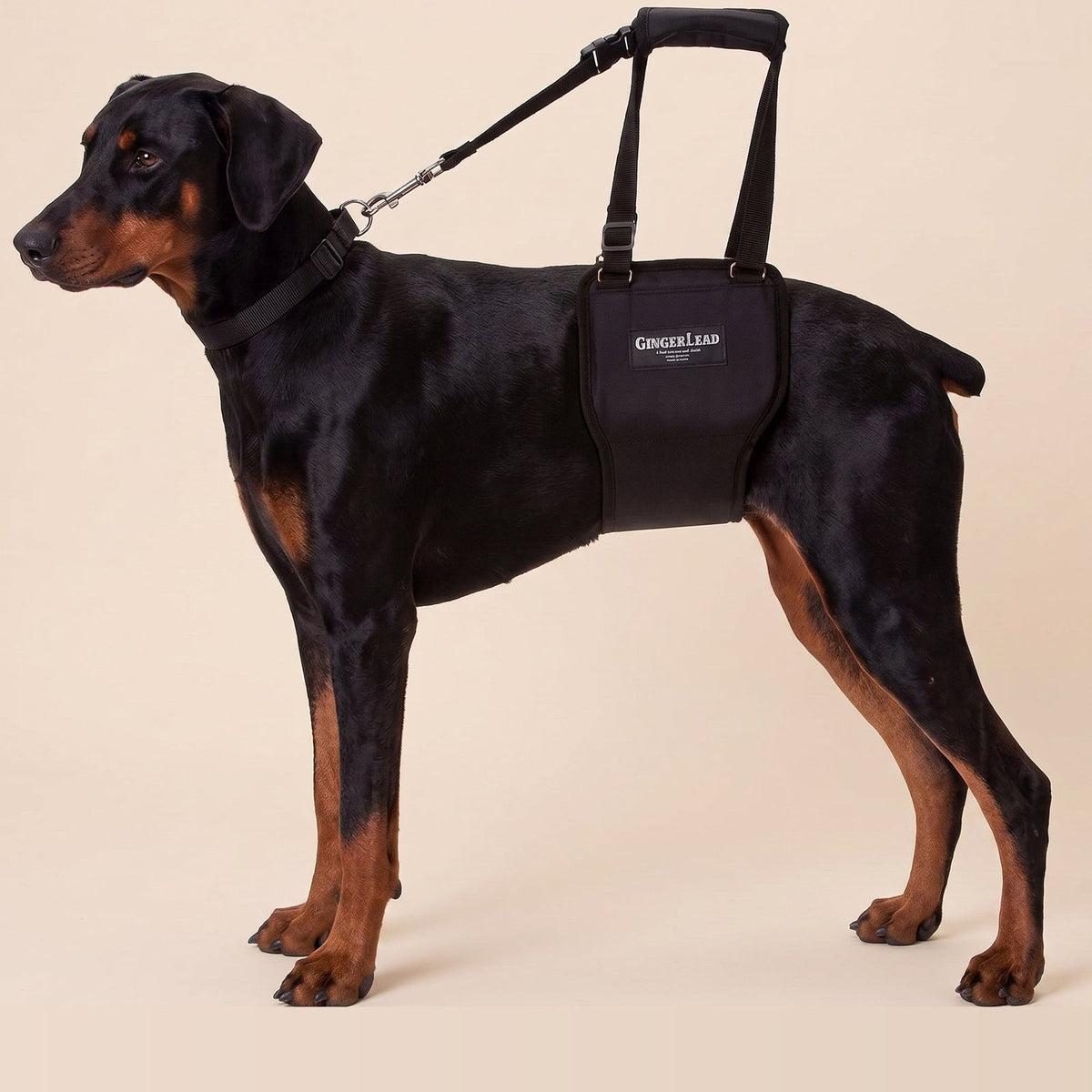 Dog wearing a GingerLead rear support sling on a beige studio background