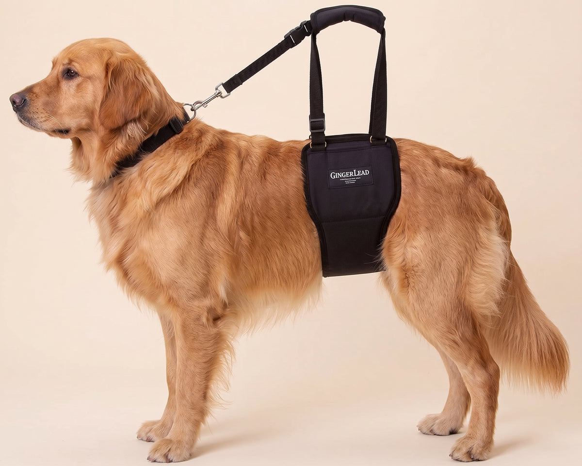 Dog wearing a GingerLead rear mobility support sling on a beige studio background