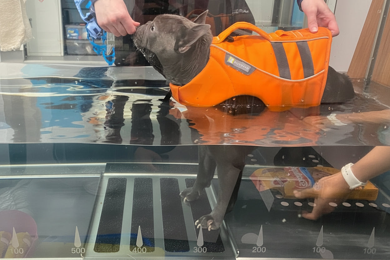 Dog completing gentle veterinary rehabilitation exercises