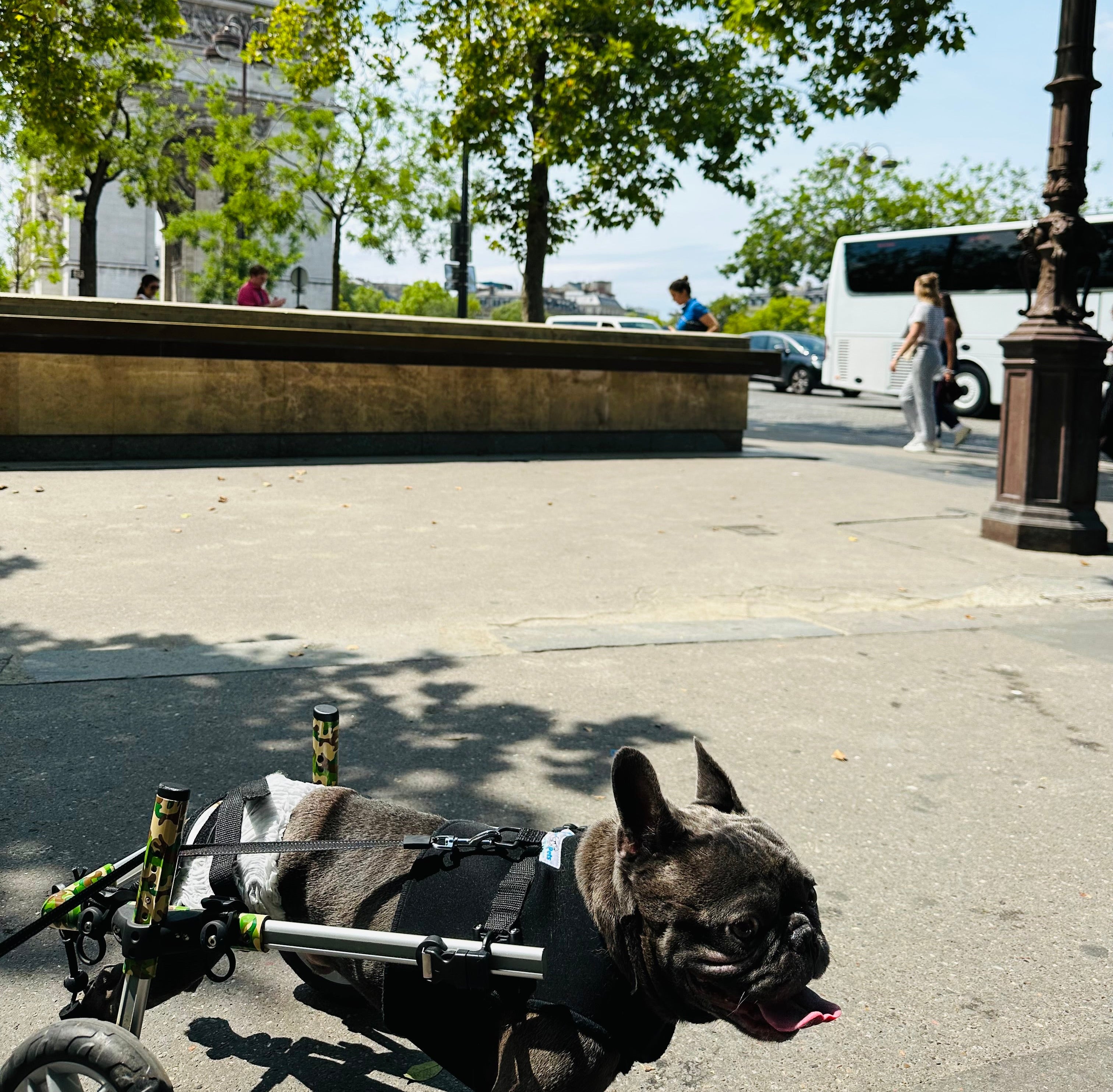 French Bulldog using a mobility wheelchair during an outdoor city walk