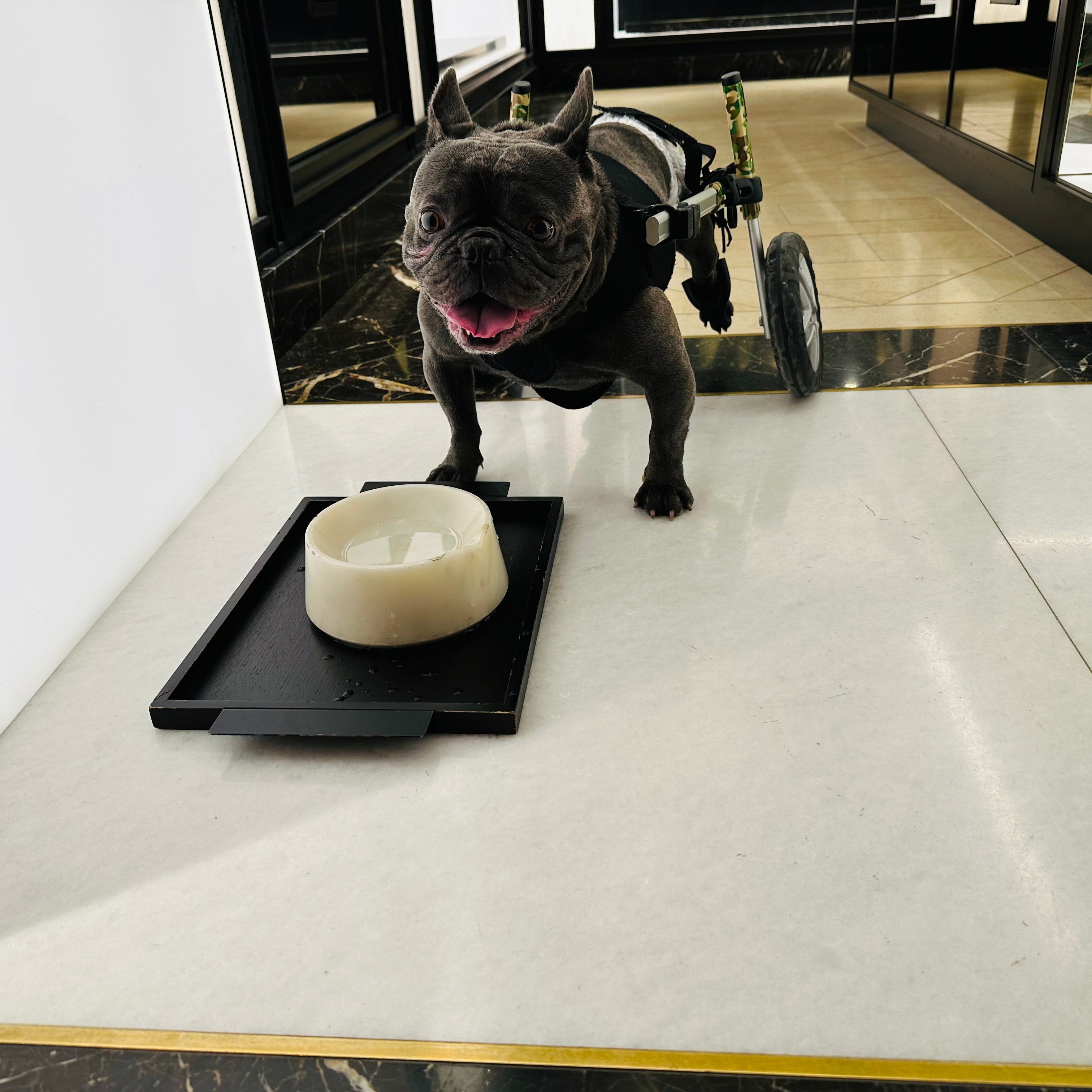 Loui the French Bulldog moving with support from his Walkin’ Wheels wheelchair