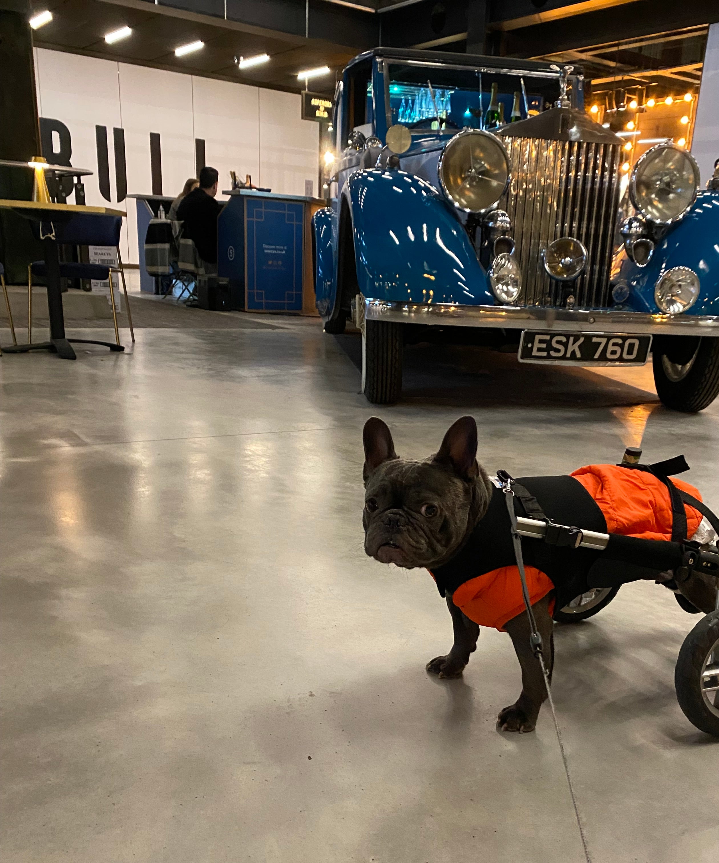 Loui the French Bulldog using his fitted Walkin’ Wheels wheelchair outdoors