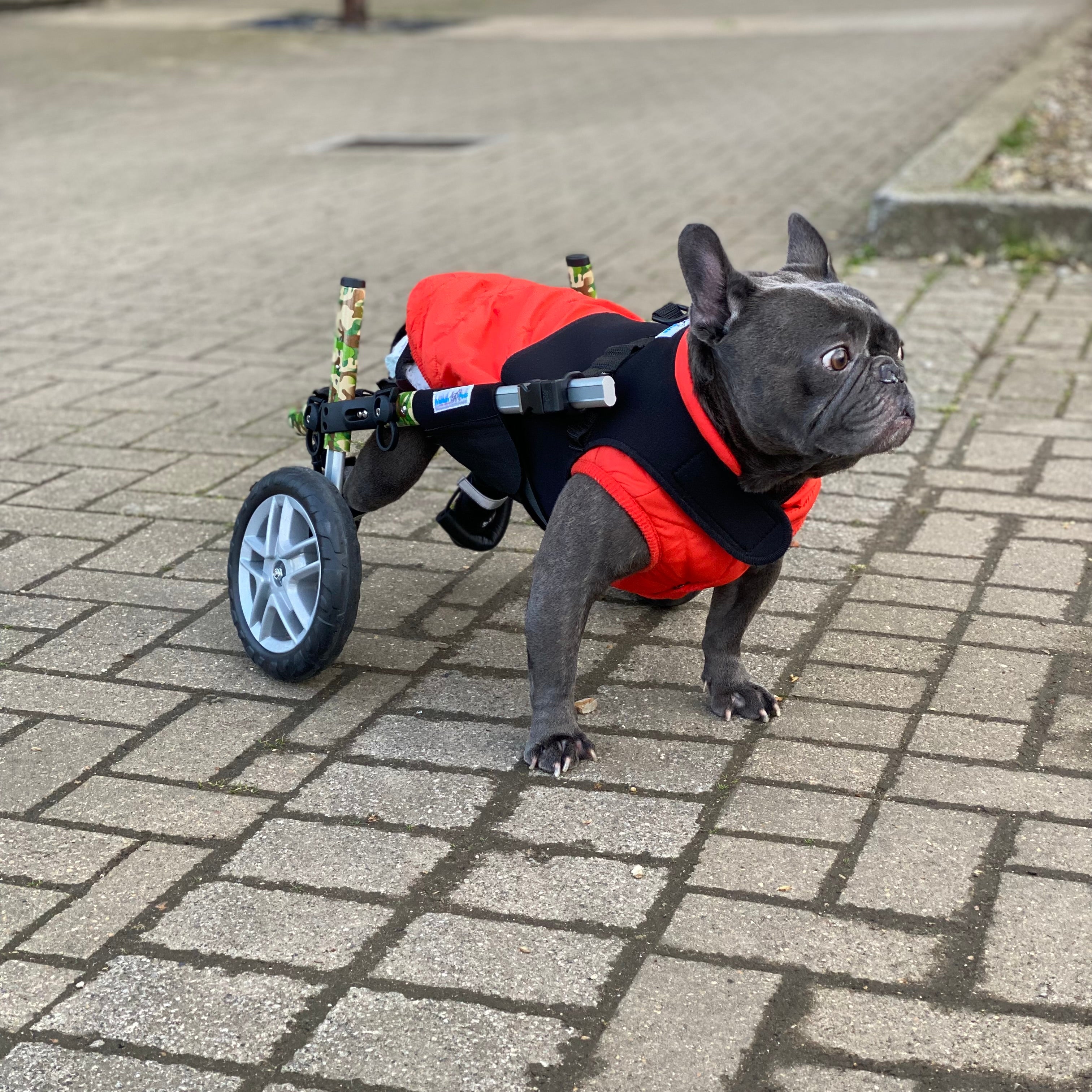 Loui wearing his Walkin’ Wheels wheelchair fitted for rear-leg mobility