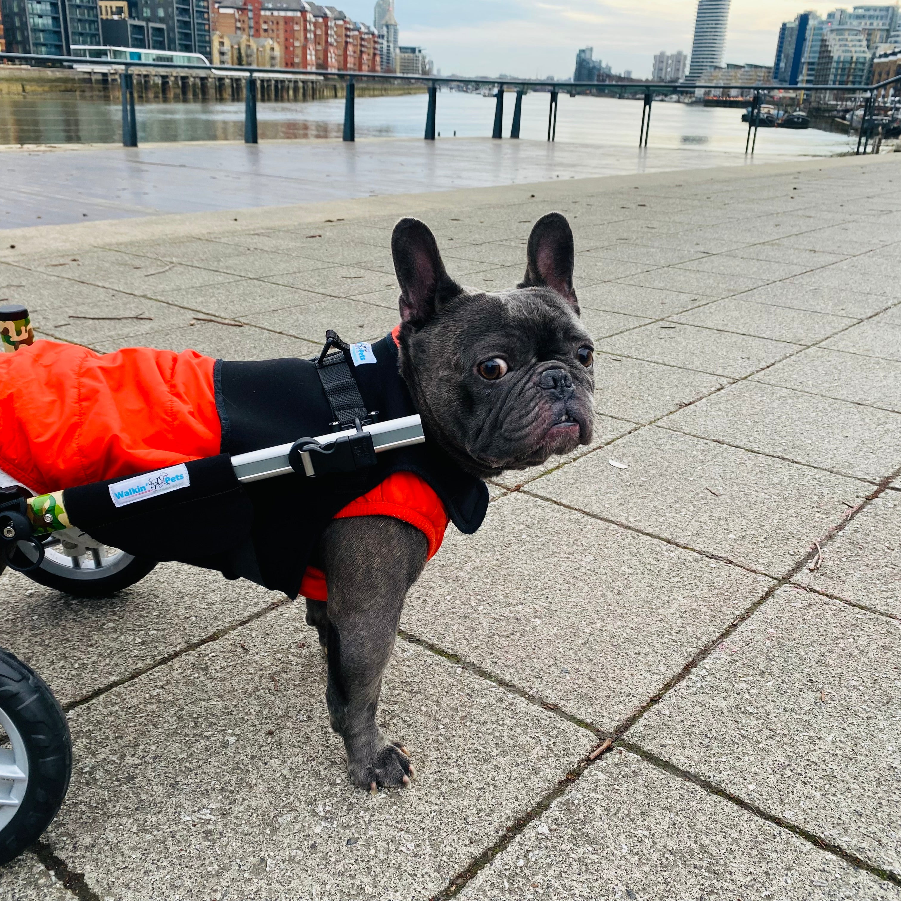 Loui the French Bulldog using his Walkin’ Wheels wheelchair after IVDD