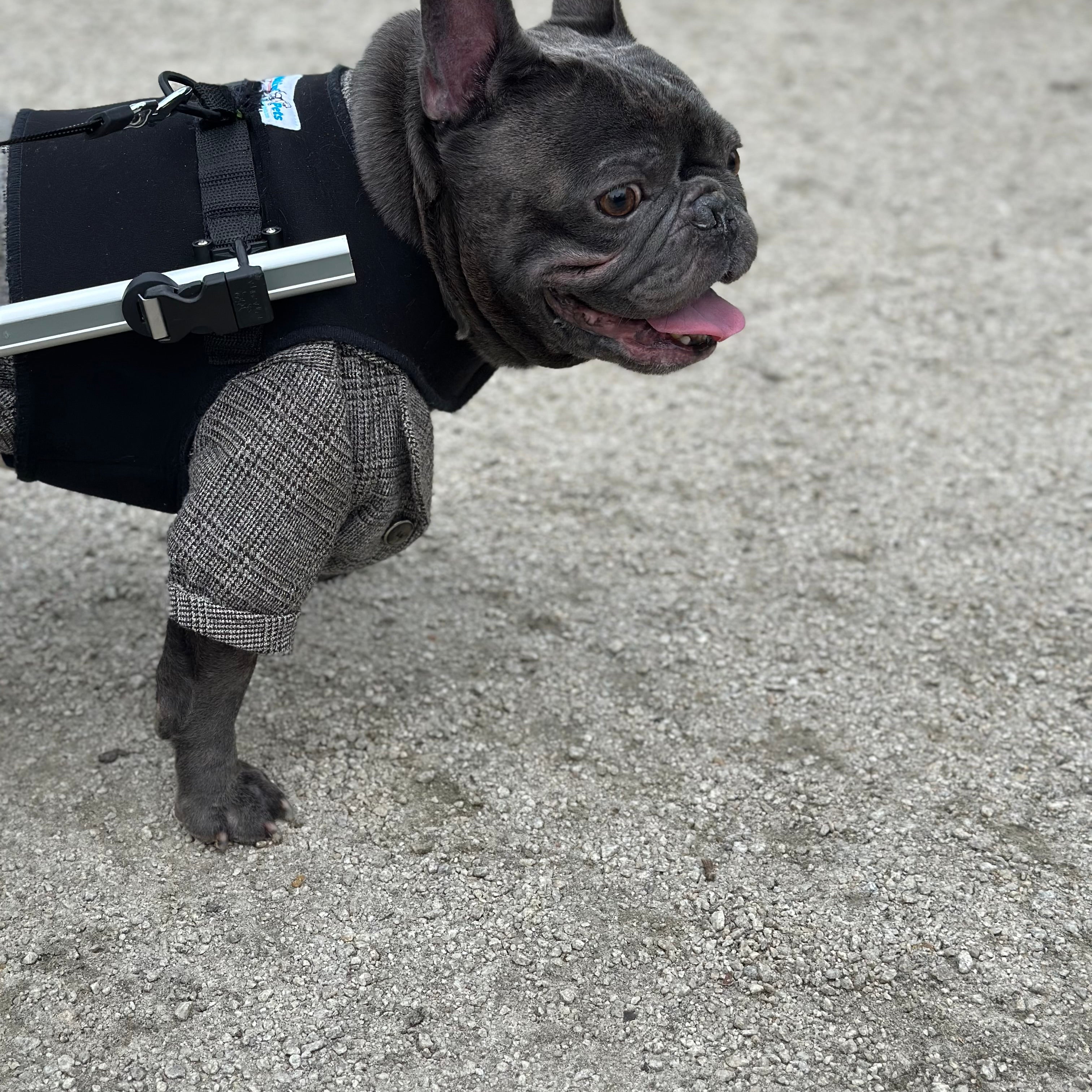 Loui using a Walkin’ Wheels wheelchair for hind-leg mobility support