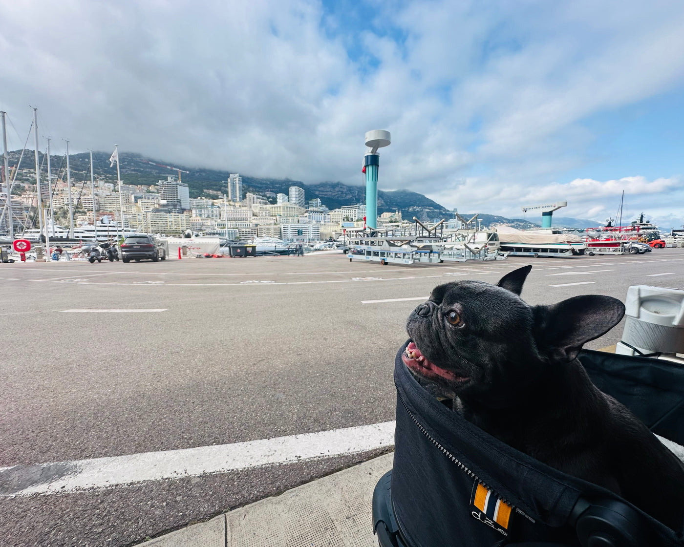 French Bulldog progressing through IVDD recovery and rehabilitation