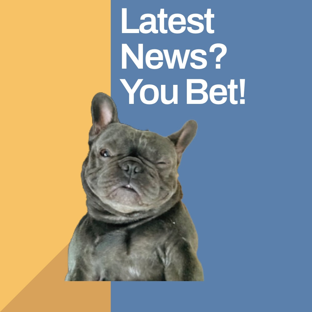 Aubenord Blog Posts - image shows a cute picture of a french bulldog winking at the camera! with a text overlay the image saying "Latest News! You bet!