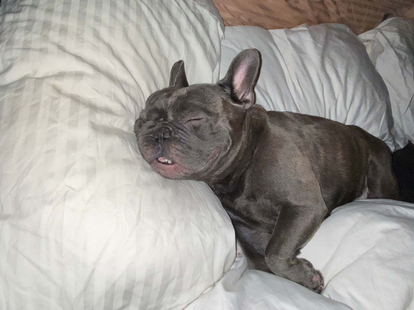 Blue French Bulldog resting calmly