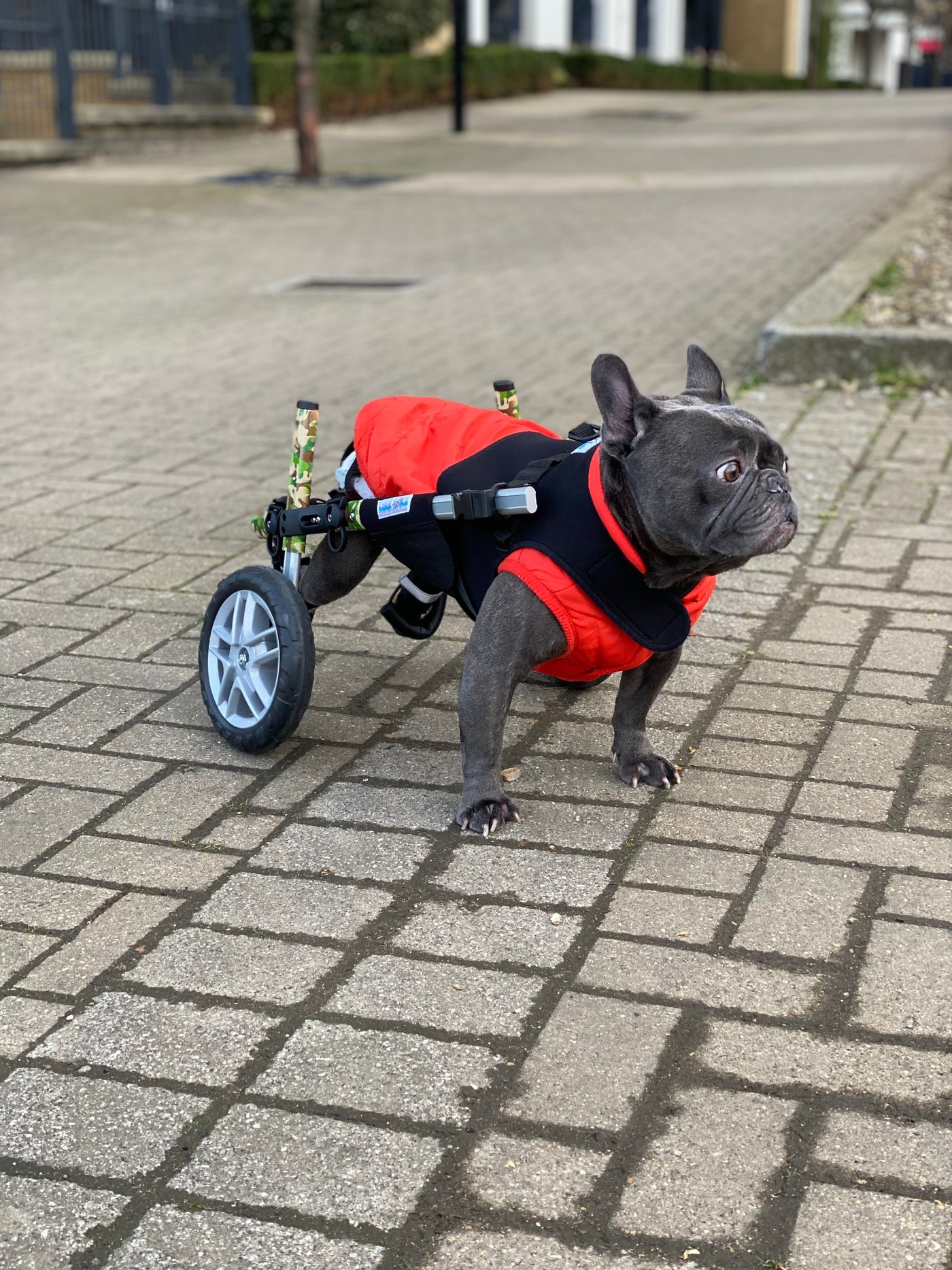 Dog using professionally fitted mobility support equipment