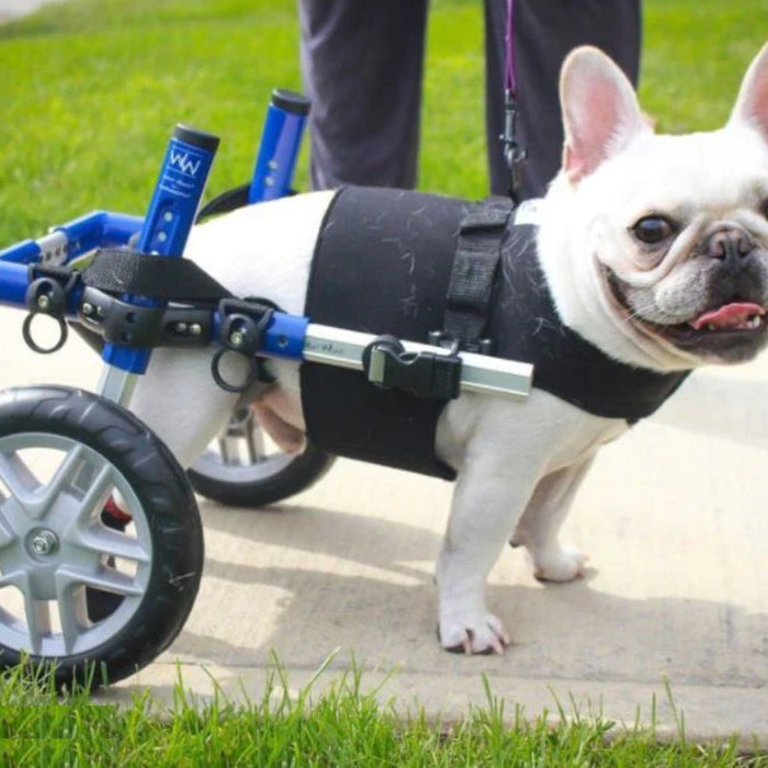 Walkin’ Wheels French Bulldog wheelchair product view