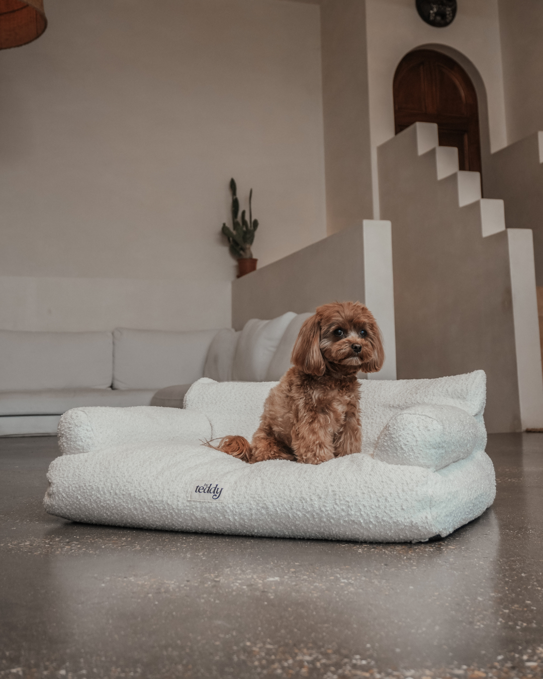 Small brown dog sitting on the By Teddy Teddington dog sofa bed in cream bouclé fabric