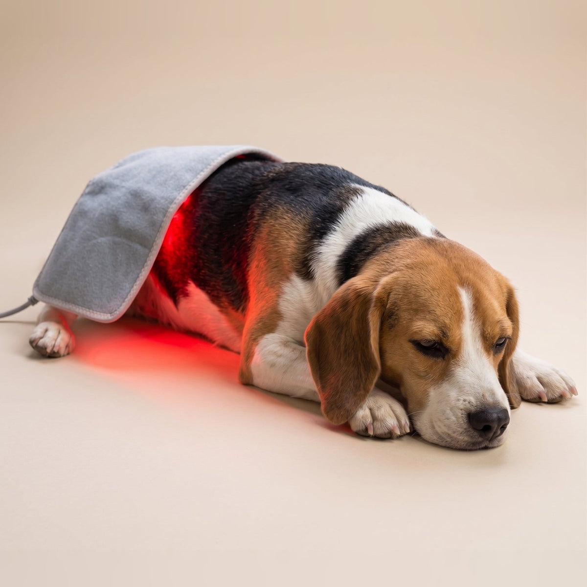 Dog lying with a light-therapy pad positioned over its back