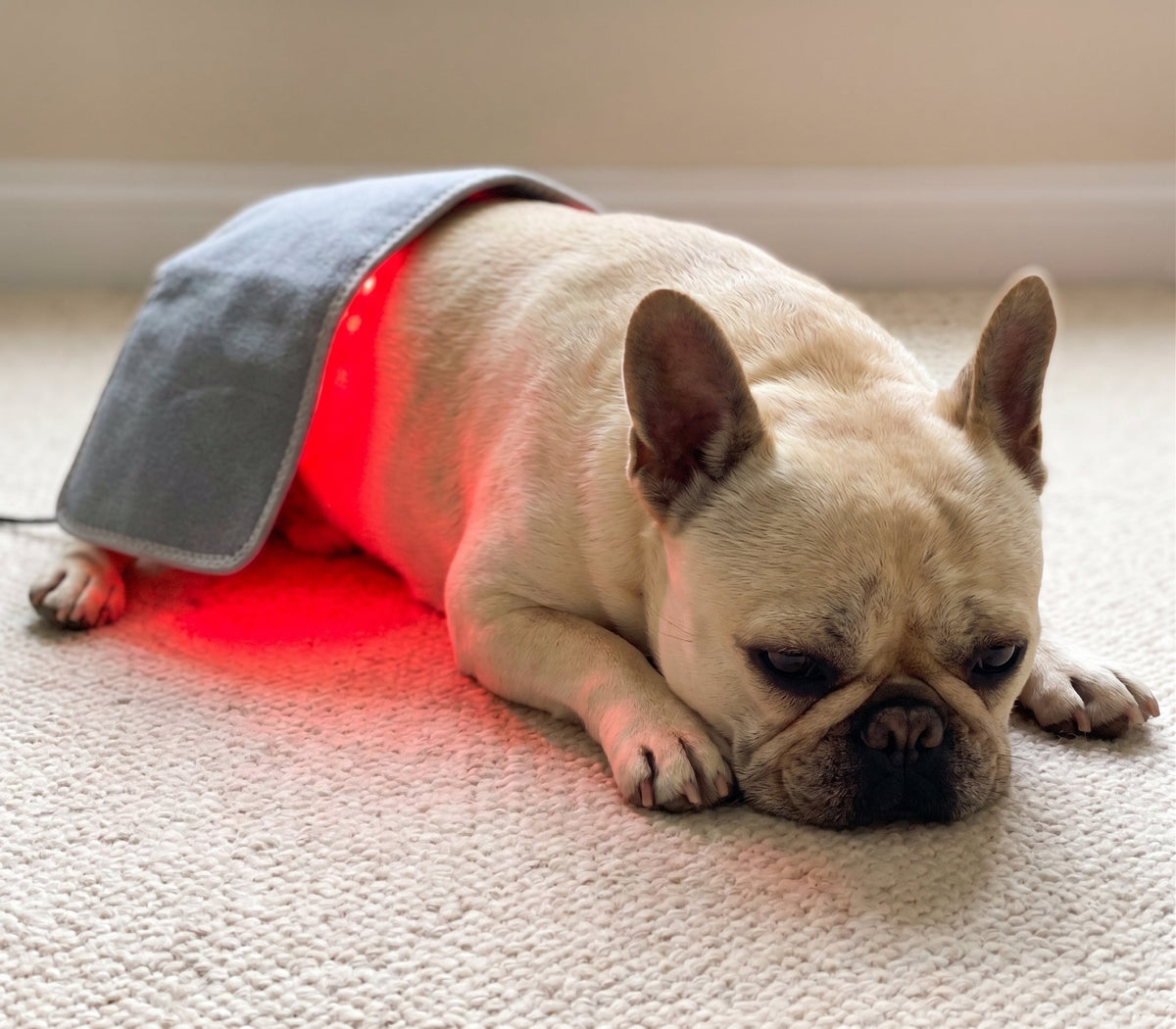 Cream French Bulldog resting beside a sofa with a light pad over its back
