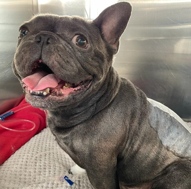French Bulldog resting for the Aubenord IVDD emergency signs guide