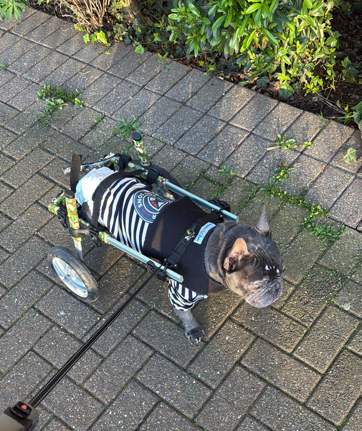 French Bulldog wearing a striped shirt while using a mobility wheelchair outdoors