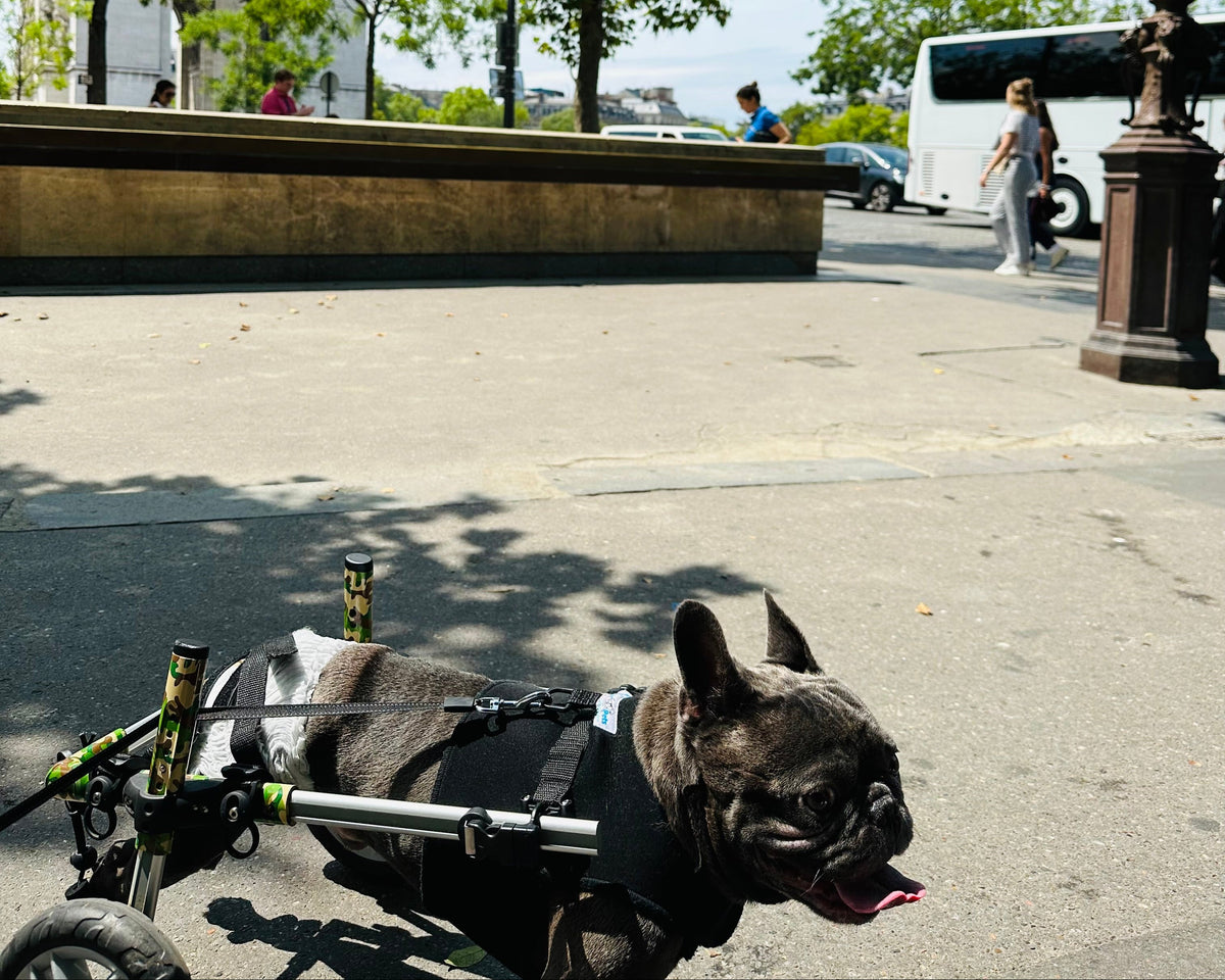 French Bulldog using a mobility wheelchair during an outdoor city walk