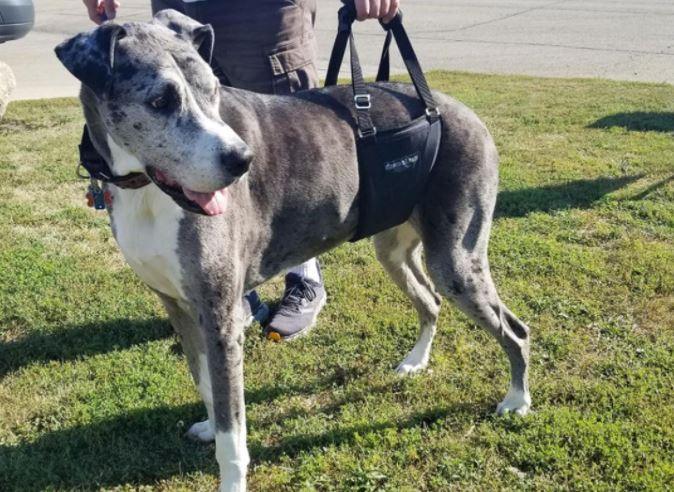 Dog wearing GingerLead support sling during assisted walking