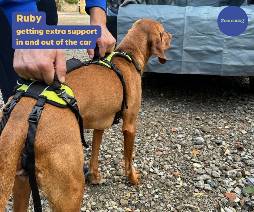 Owner holding the rear handle of a Help ’Em Up harness to assist a dog beside a car