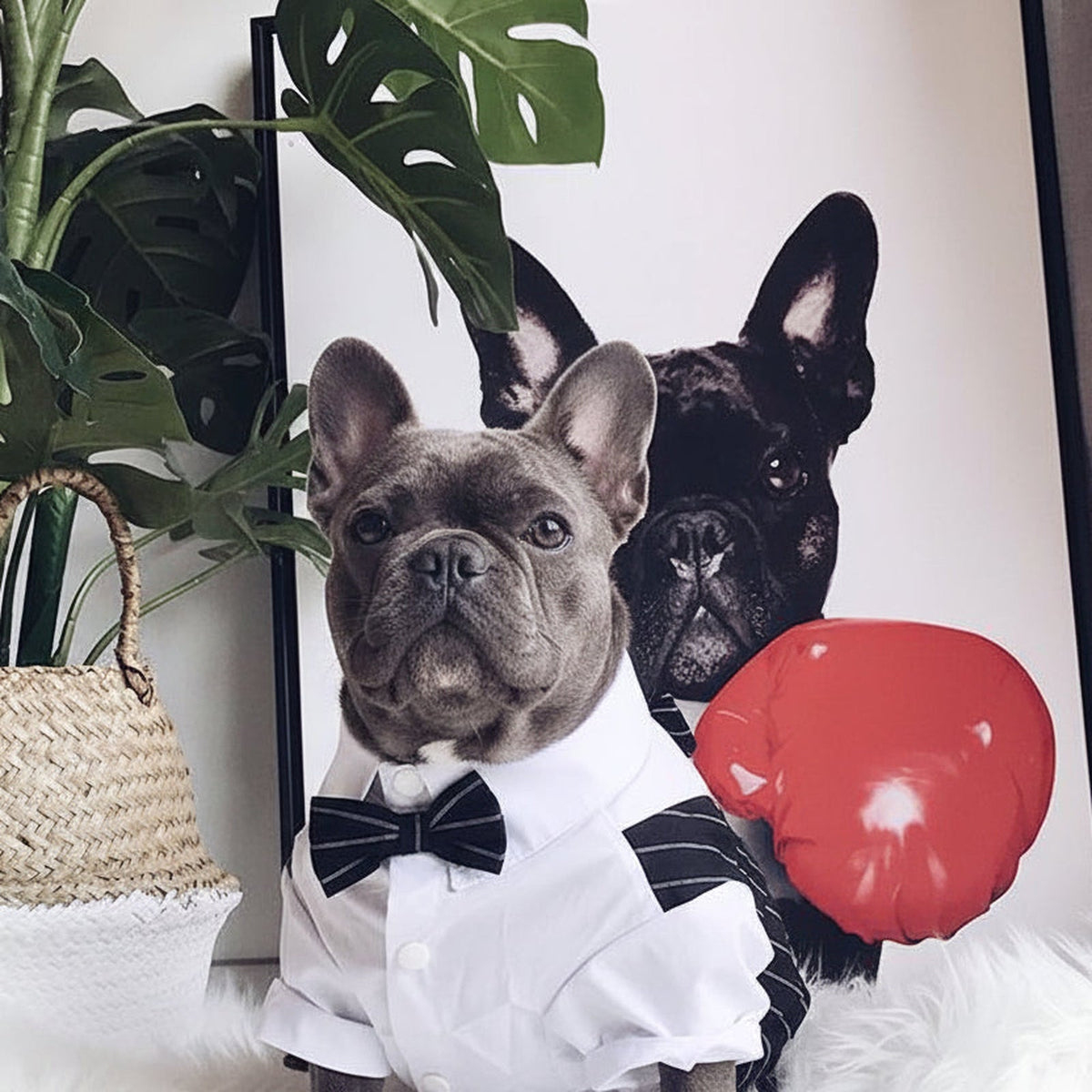 Loui wearing his original striped tuxedo; style reference for a similar US outfit