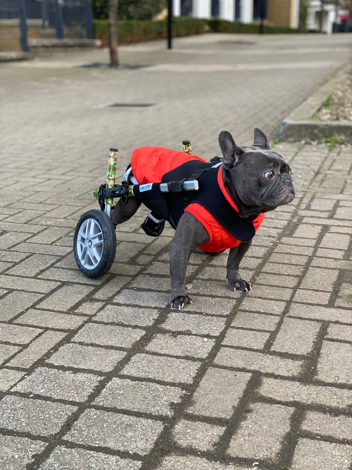 Loui using his Walkin’ Wheels rear wheelchair with the Small Front Vest