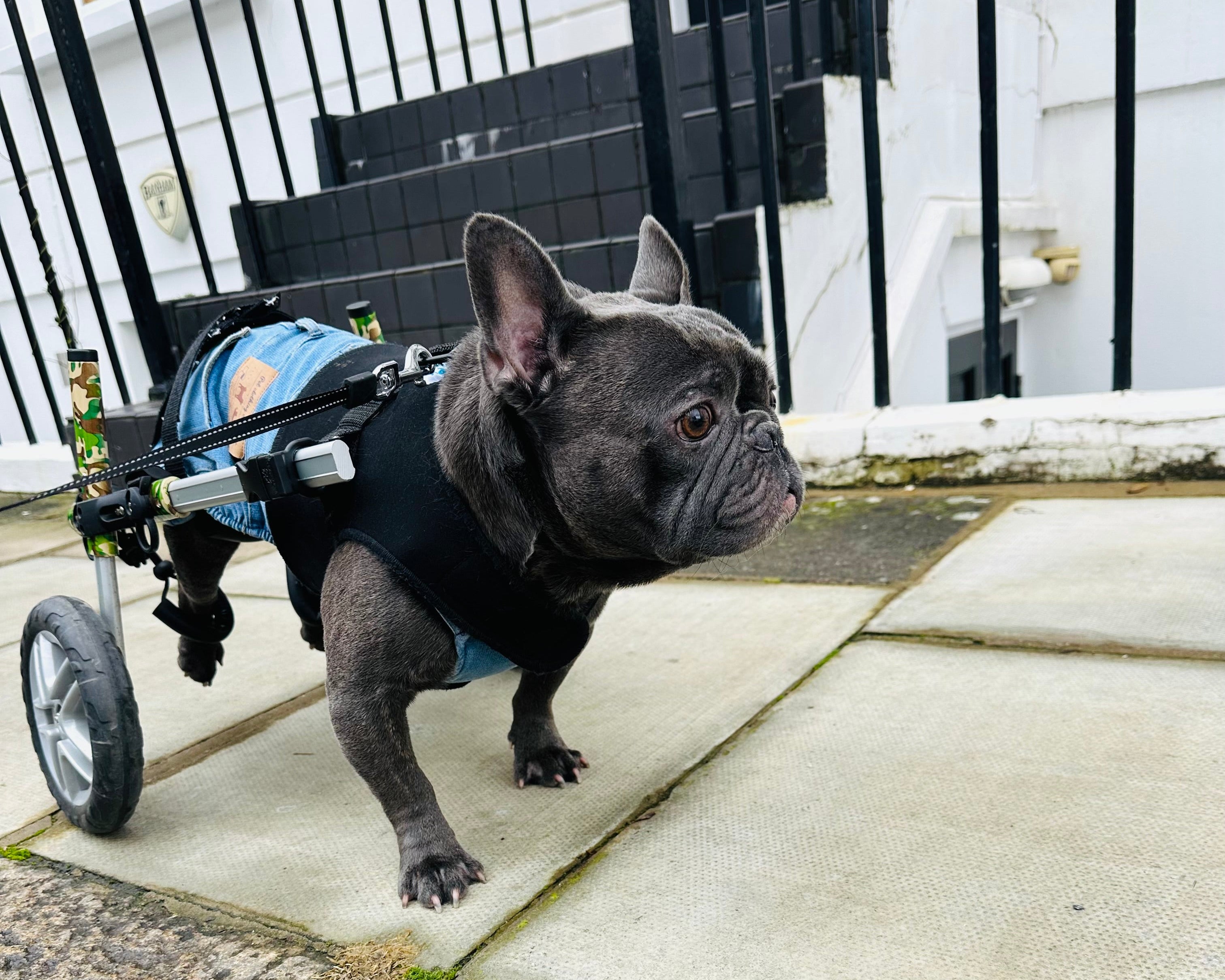 Loui using his Walkin’ Wheels rear wheelchair with the Small Front Vest attached
