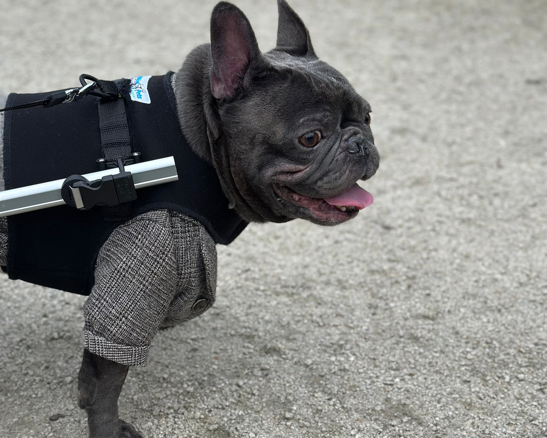 Loui the French Bulldog using his Walkin’ Wheels wheelchair outdoors after IVDD