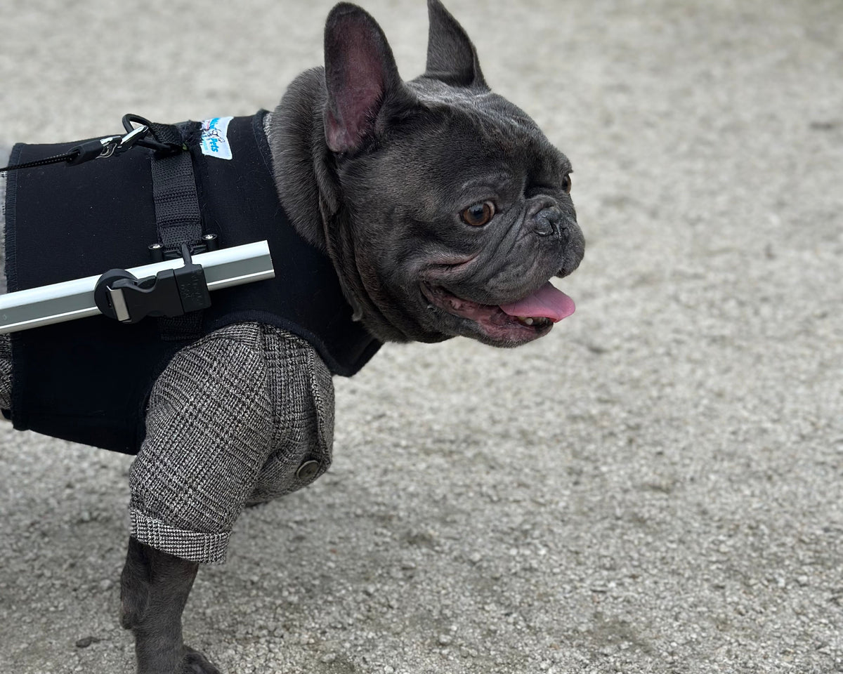 Loui using a Walkin’ Wheels wheelchair for hind-leg mobility support