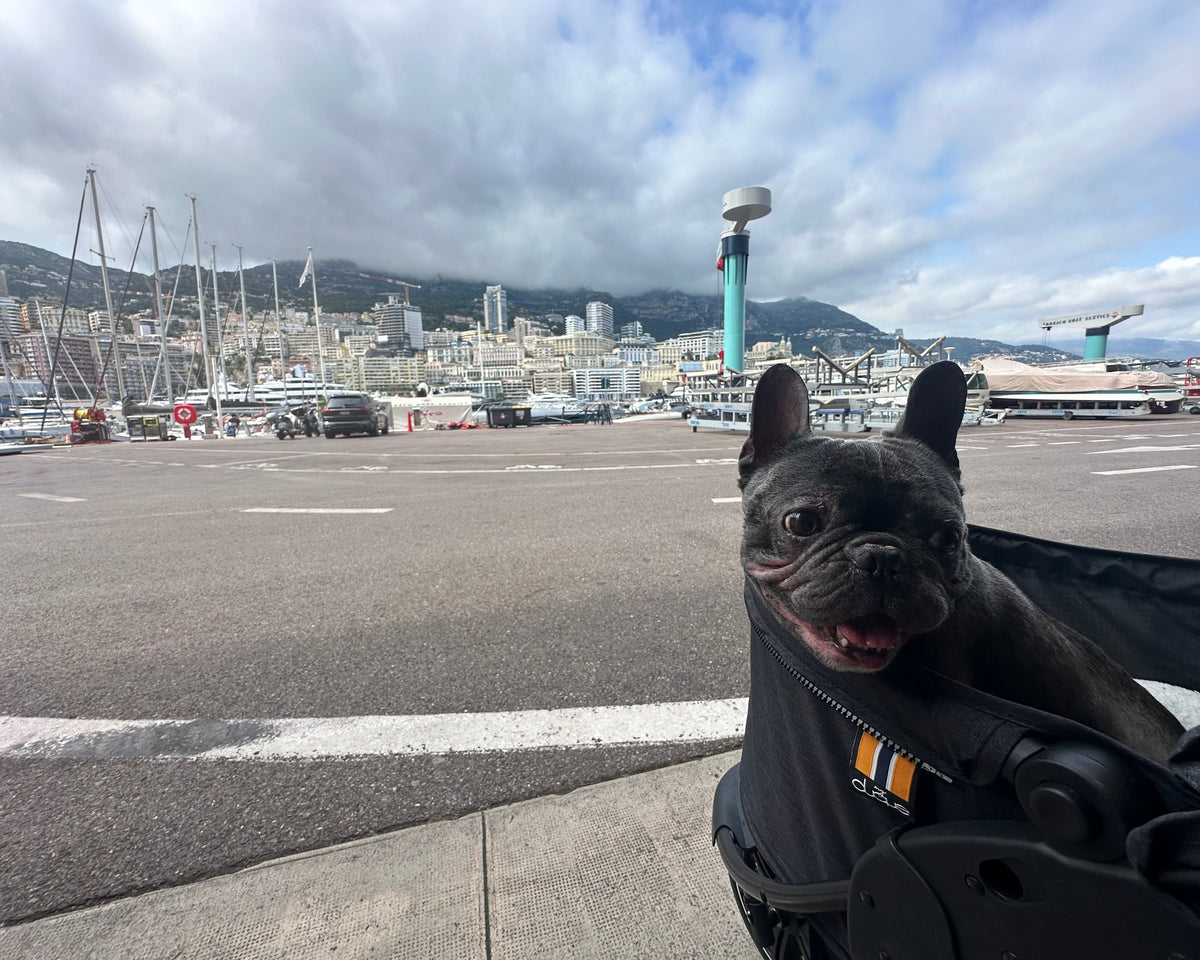 My Duque COOPER dog stroller set up for Loui during an outing