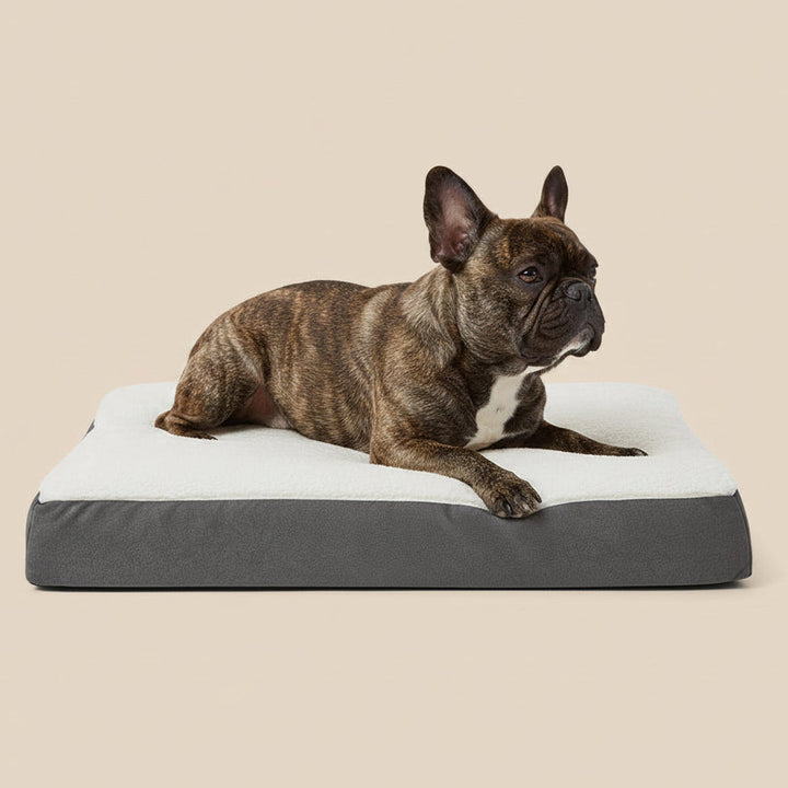 Pets at Home Teddy Orthopaedic Dog Mattress | 10 cm Recovery Comfort