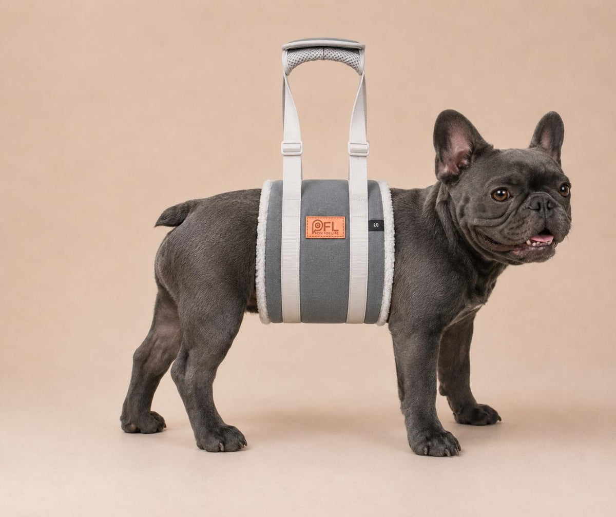 French Bulldog using the PICK FOR LIFE adjustable padded dog lifting harness for assisted mobility support