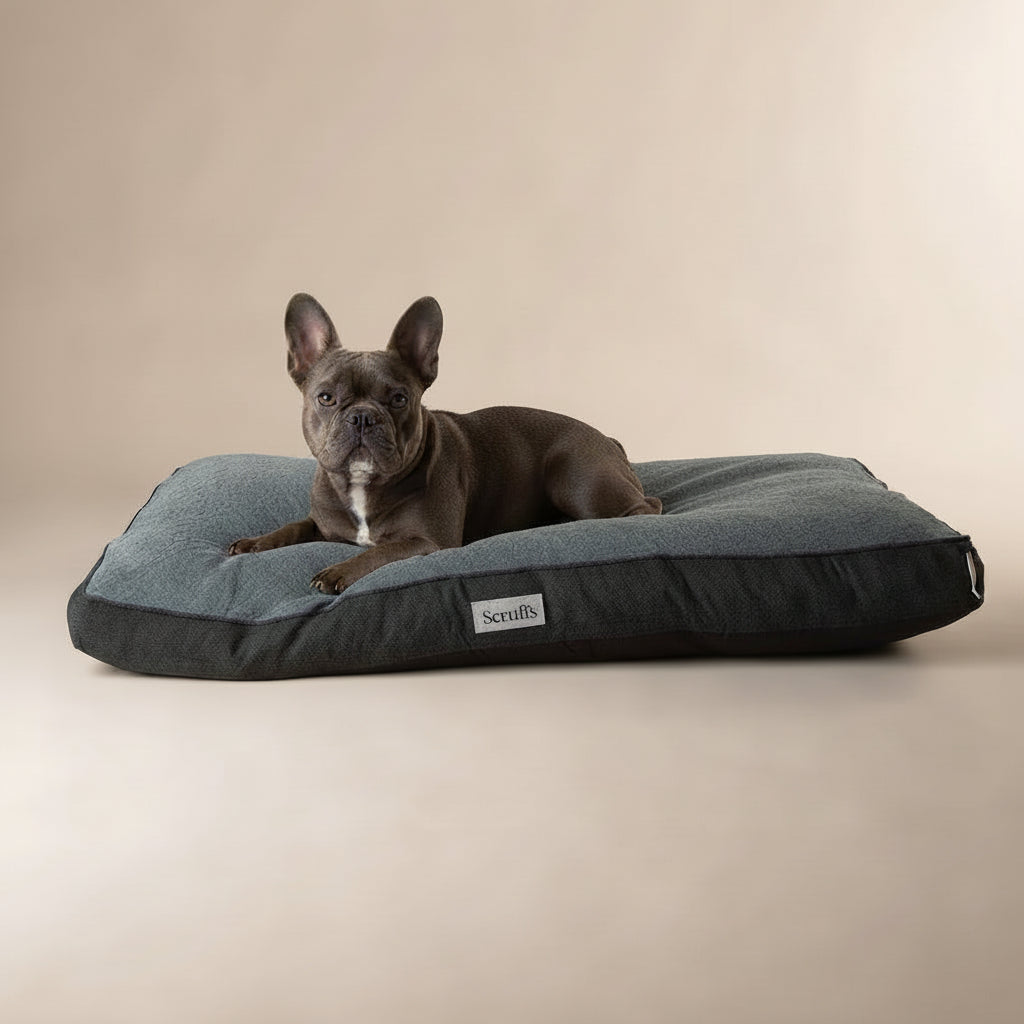 Dog lying on the Scruffs Harvard Orthopaedic Memory Foam Mattress