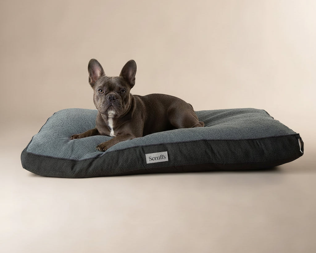 Dog lying on the Scruffs Harvard Orthopaedic Memory Foam Mattress