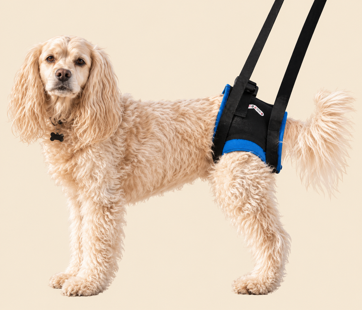 Walkabout Rear Lift Dog Harness for hind-leg support