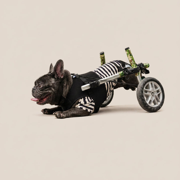 Walkin’ Wheels Small Dog Wheelchair | Used by Loui