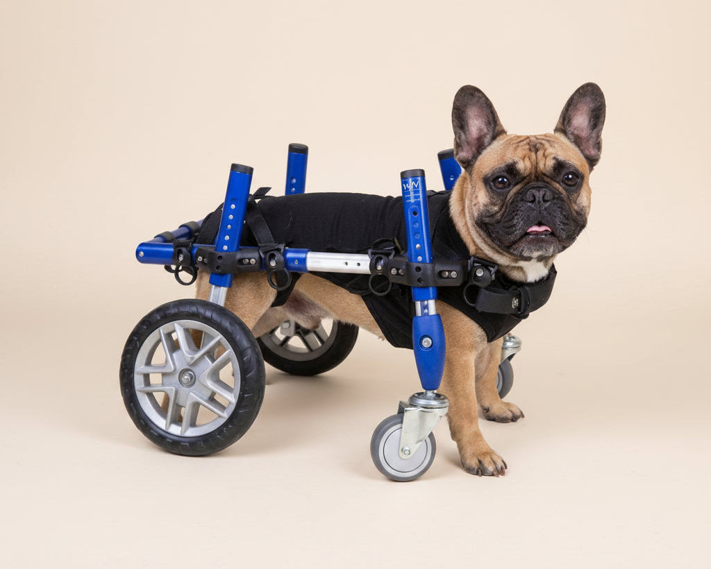 Dog using a Walkin’ Wheels quad wheelchair with front and rear wheel support