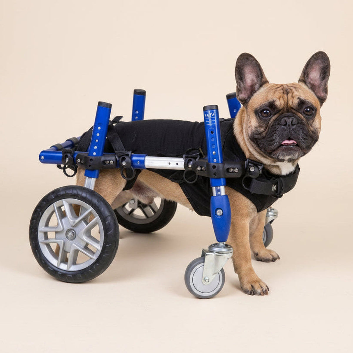 Dog using a Walkin’ Wheels quad wheelchair with front and rear wheel support