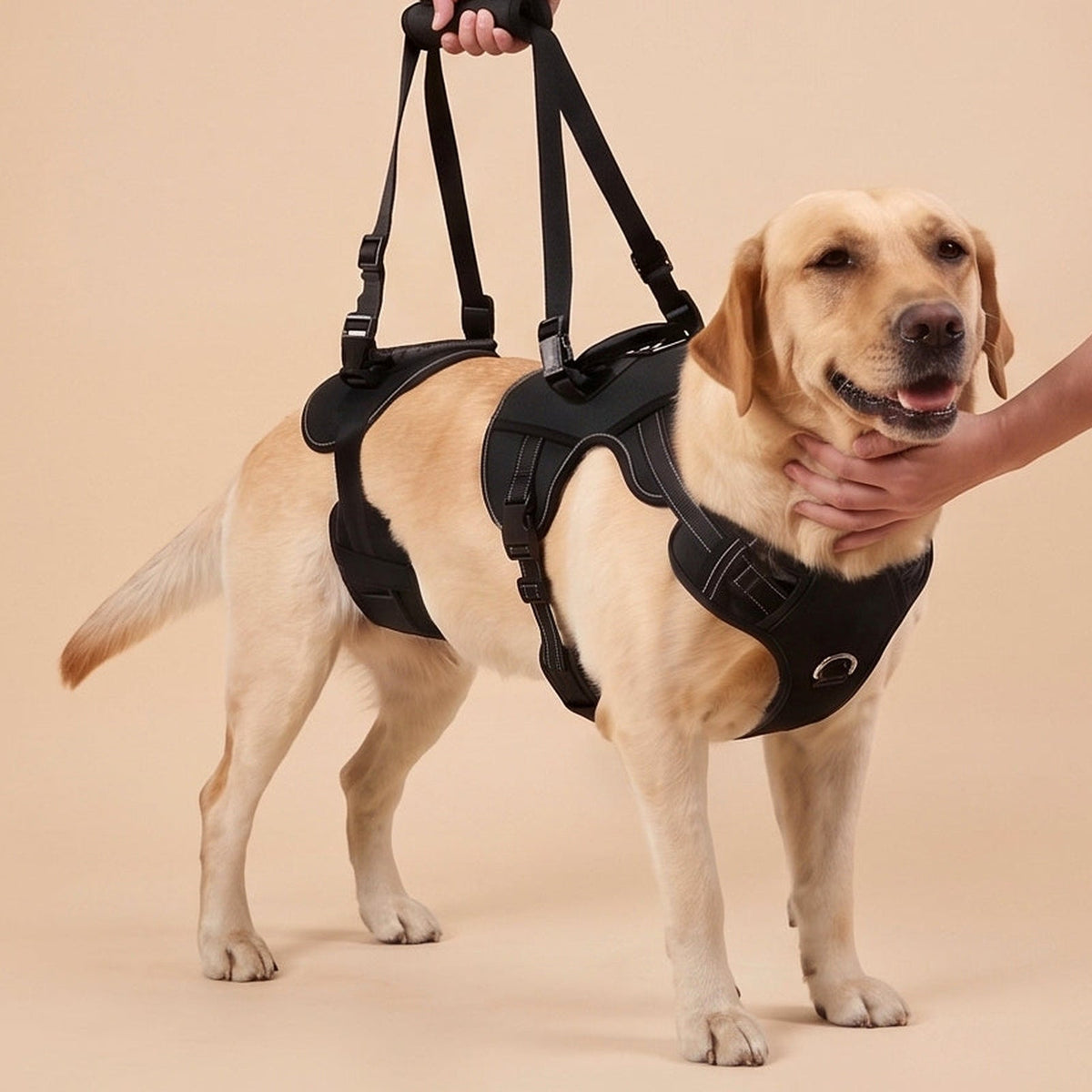 ZOOMA full-body lifting dog harness supporting a dog during assisted mobility