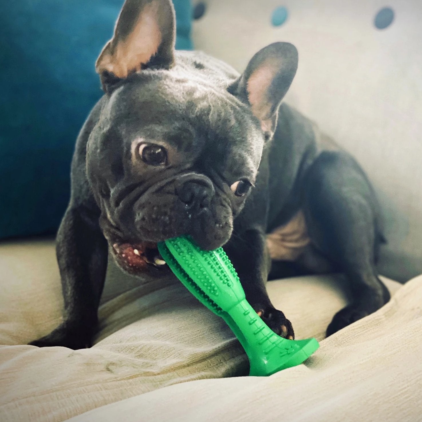 Dog teeth cleaning stick, Loui the dog in background